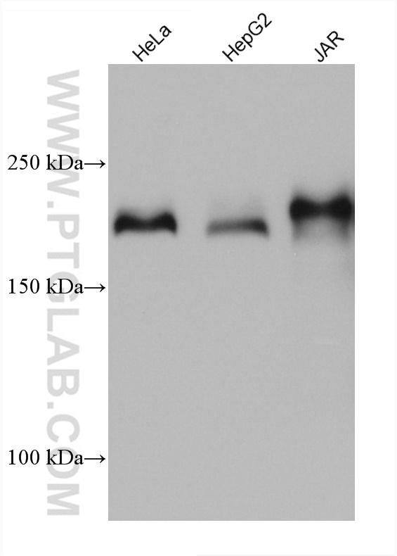 WB analysis using 67706-1-Ig