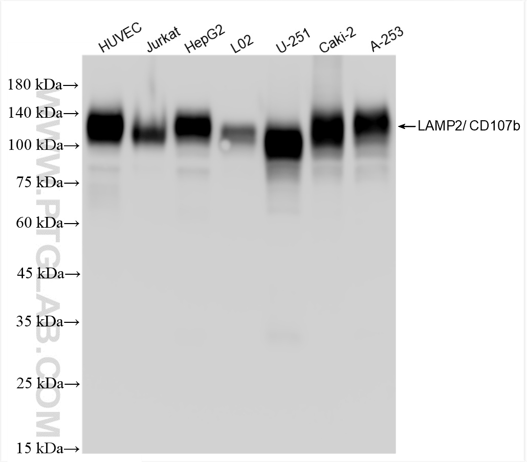 WB analysis using 86269-3-RR