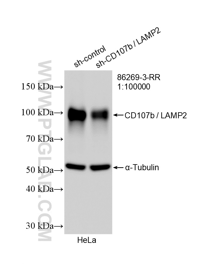 WB analysis of HeLa using 86269-3-RR (same clone as 86269-3-PBS) WB analysis of HeLa using 86269-3-RR (same clone as 86269-3-PBS)