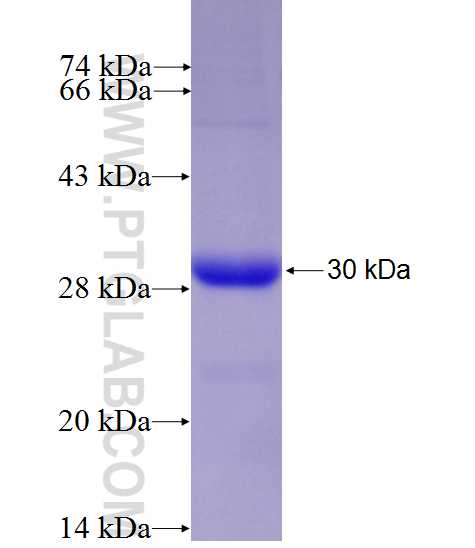 LAMP2 fusion protein Ag27115 SDS-PAGE