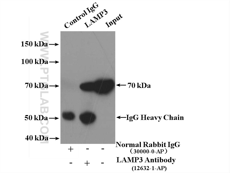 IP experiment of A549 using 12632-1-AP