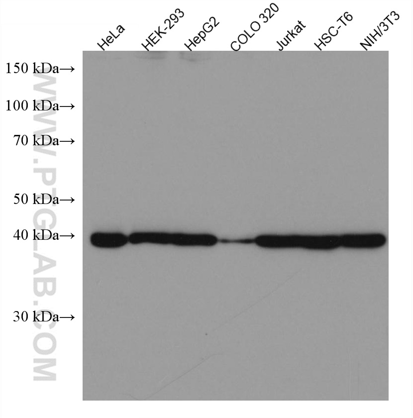 WB analysis using 67324-1-Ig (same clone as 67324-1-PBS)