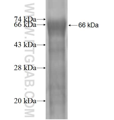 LAMR1,RPSA fusion protein Ag1055 SDS-PAGE