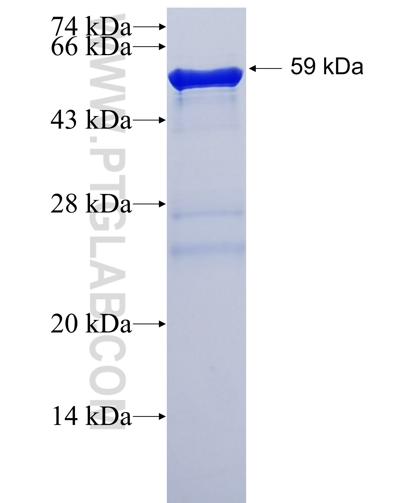 LAMR1,RPSA fusion protein Ag6033 SDS-PAGE