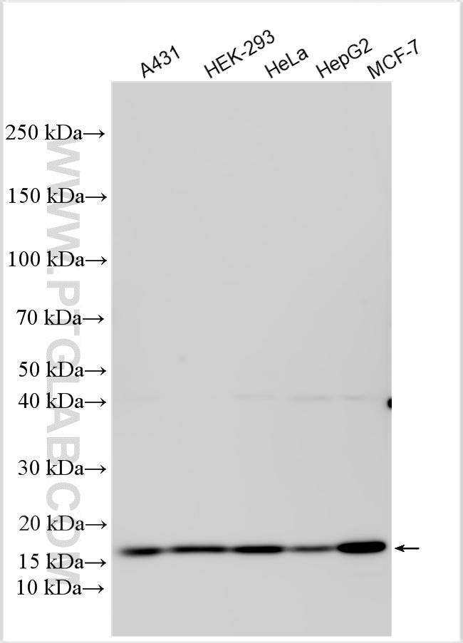 WB analysis using 29611-1-AP