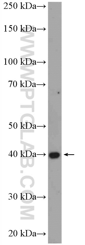 WB analysis of mouse testis using 12647-1-AP