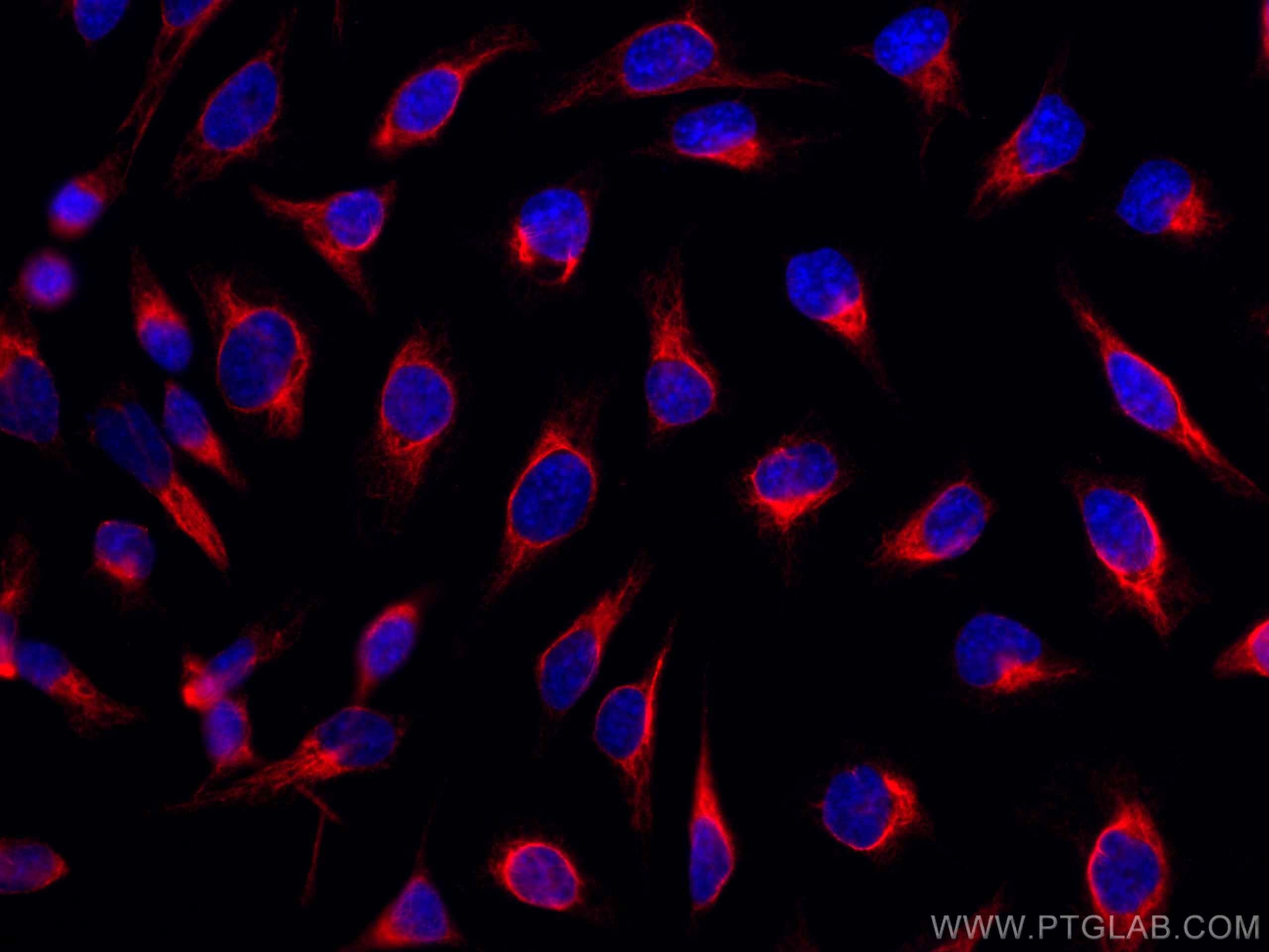 IF Staining of HeLa using CL594-66417