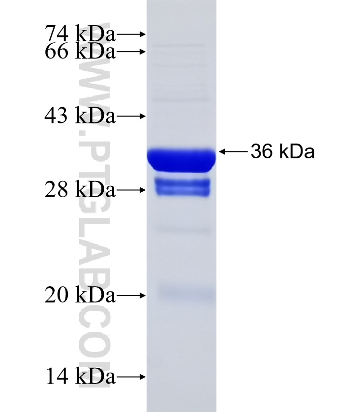 LAPTM4B fusion protein Ag32518 SDS-PAGE