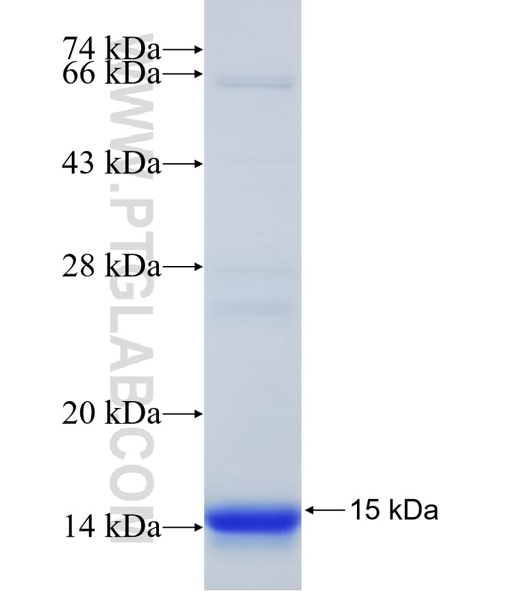 LAPTM5 fusion protein Ag32270 SDS-PAGE