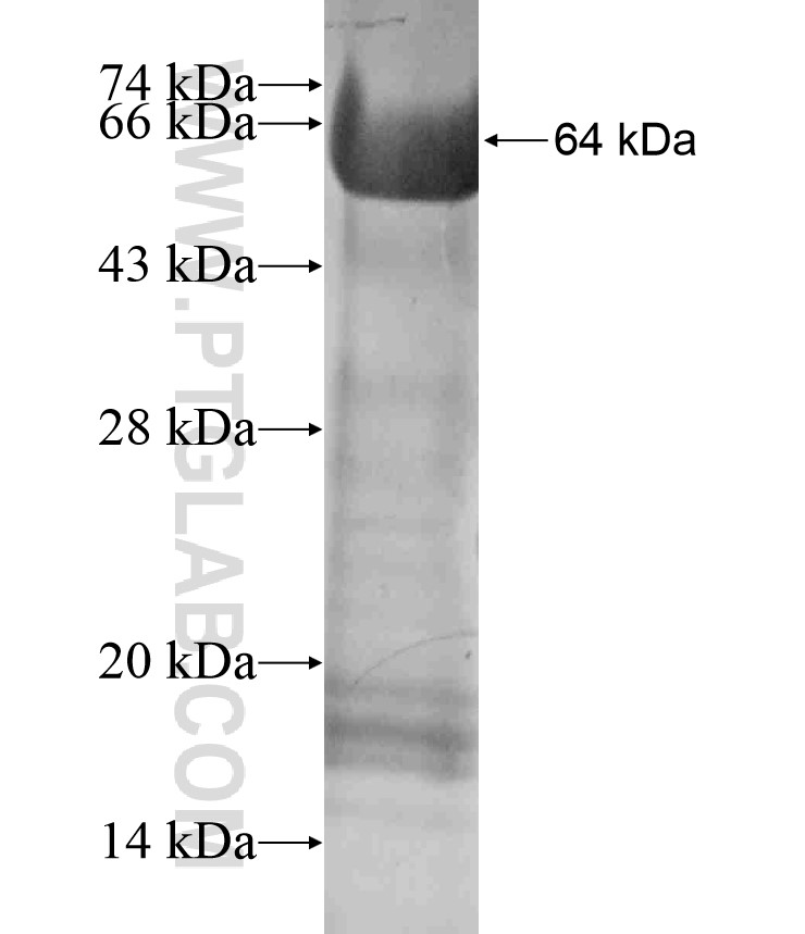 LARG fusion protein Ag18211 SDS-PAGE