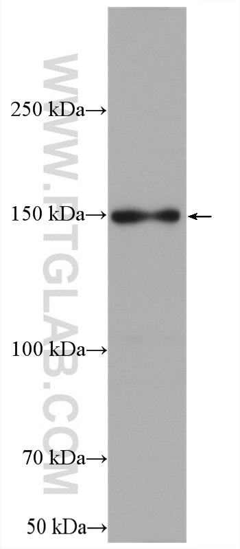 WB analysis of HEK-293T using 13708-1-AP