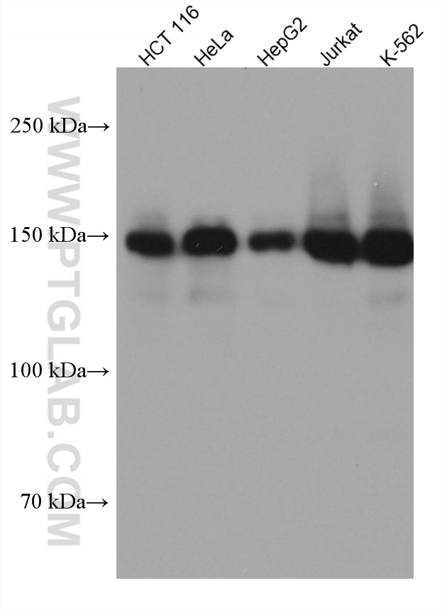 WB analysis using 67810-1-Ig