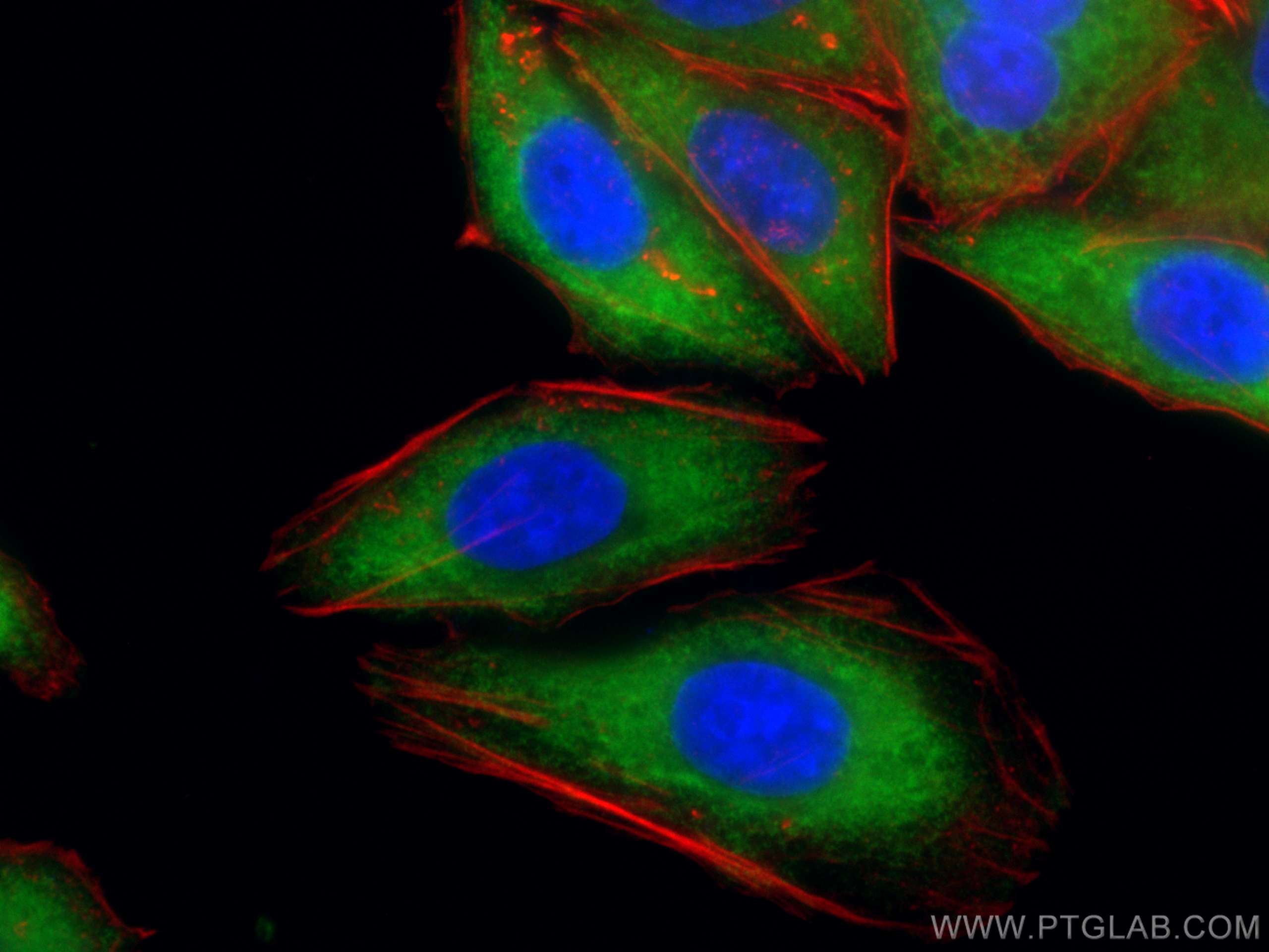 IF Staining of HepG2 using CL488-67810