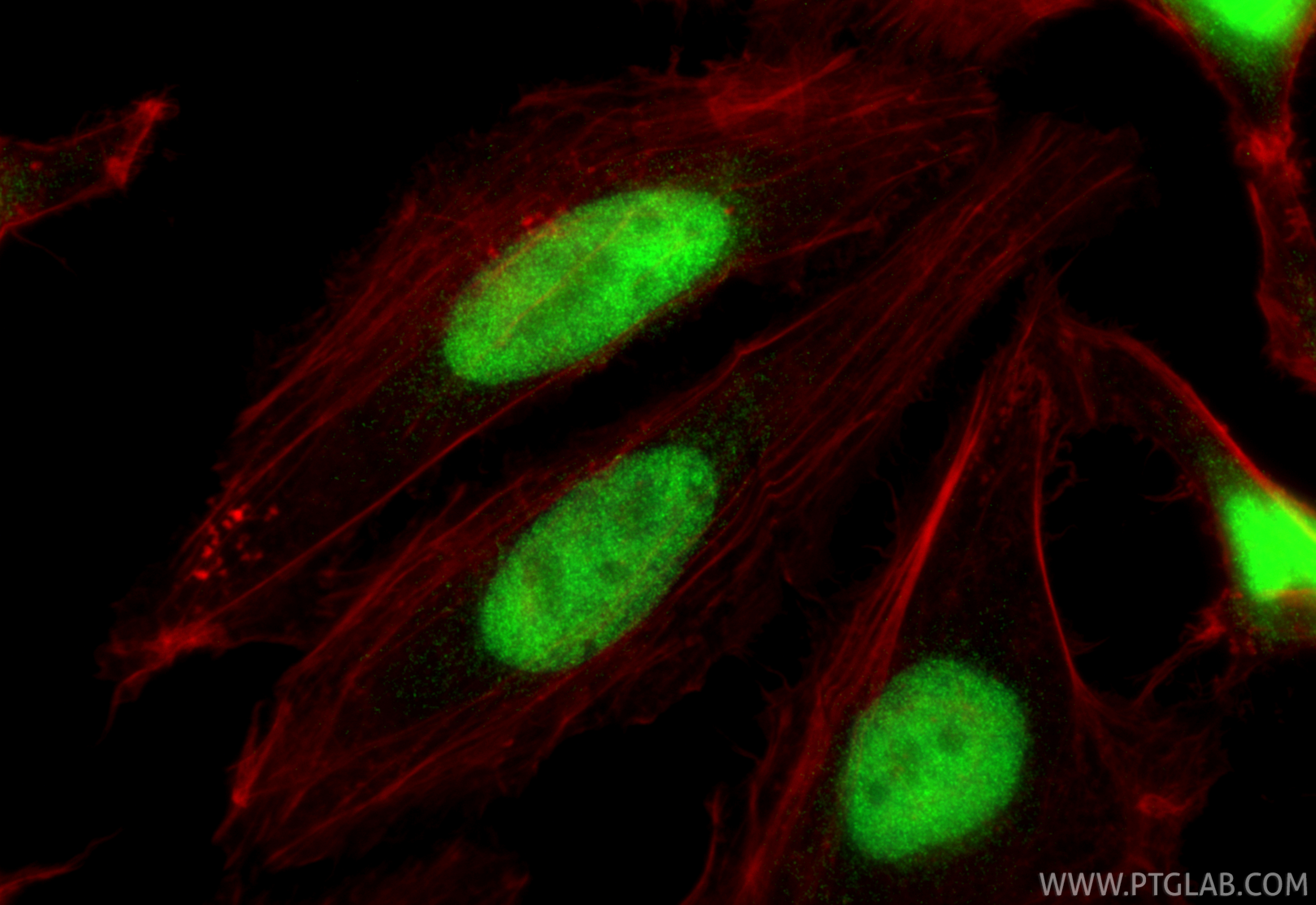 Immunofluorescent analysis of (4% PFA) fixed HeLa cells using LARP7 antibody (17067-1-AP) at dilution of 1:200 and CoraLite®488-Conjugated Goat Anti-Rabbit IgG(H+L) (<a class='green' href='/productredirect?CatalogNo=SA00013-2' target='_blank'>SA00013-2</a>), CL594-Phalloidin (red). IF Staining of HeLa using 17067-1-AP