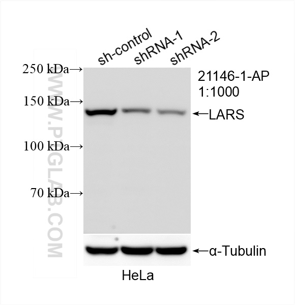 WB analysis of HeLa using 21146-1-AP