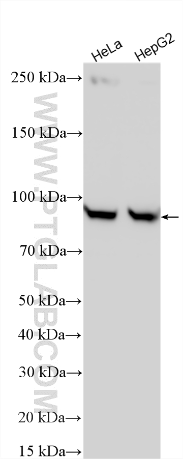 WB analysis using 16010-1-AP