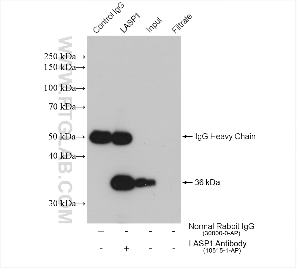 IP experiment of A549 using 10515-1-AP