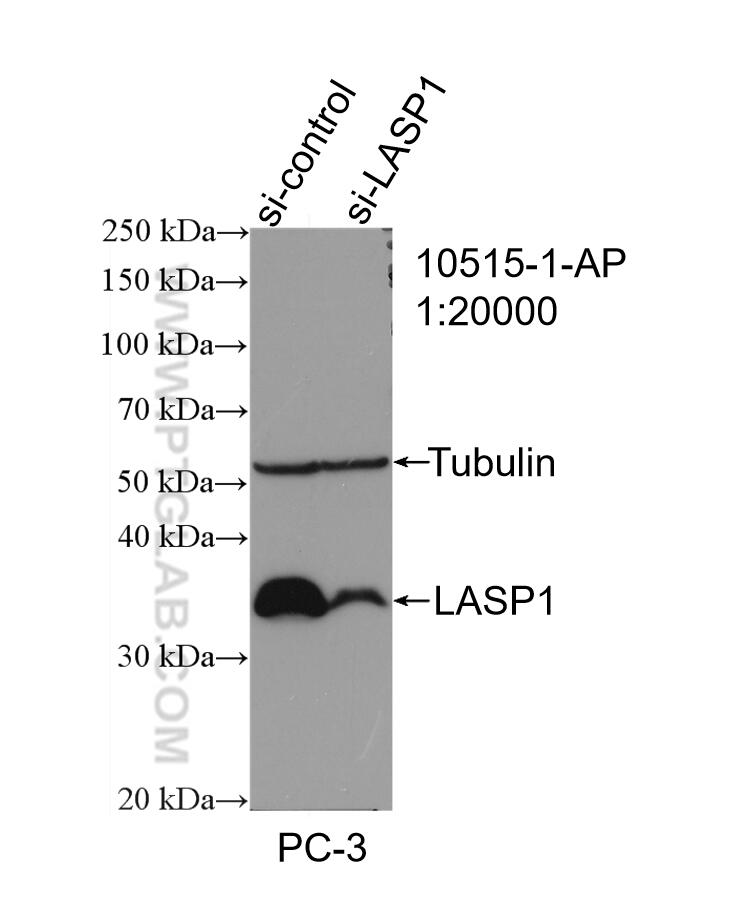 WB analysis of PC-3 using 10515-1-AP