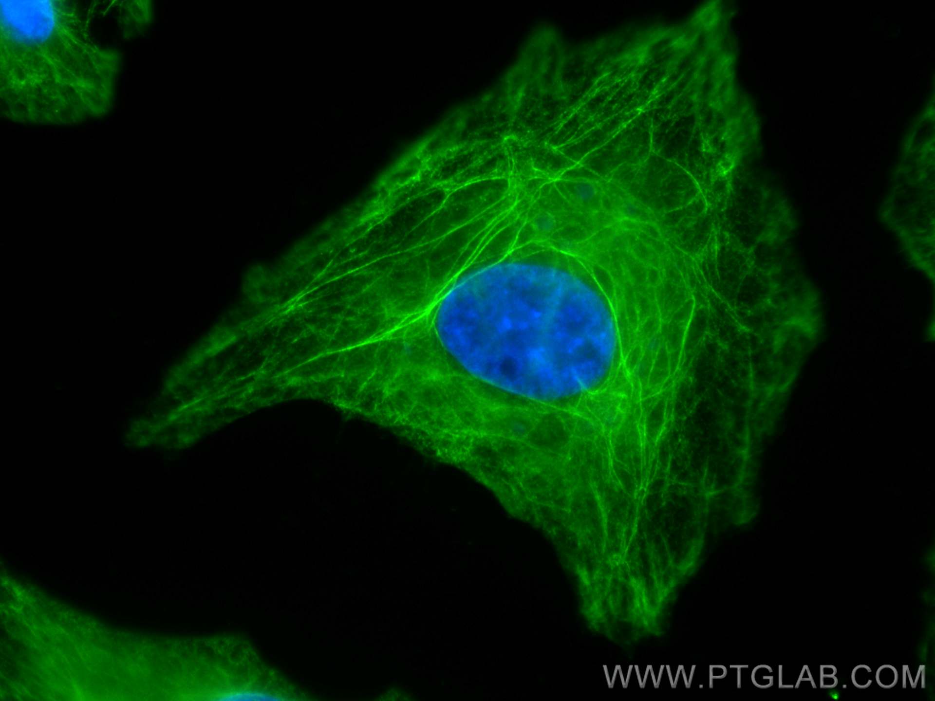 IF Staining of A549 using CL488-68080