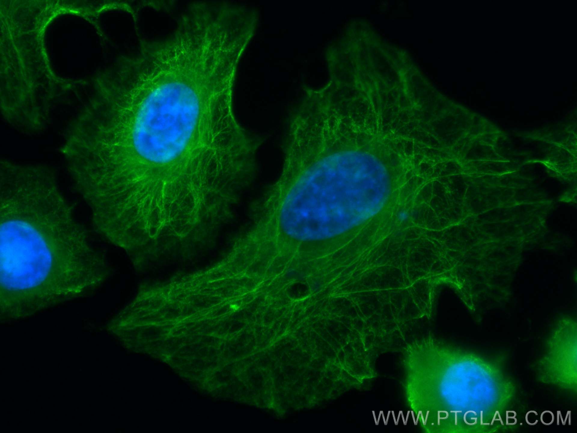 IF Staining of A549 using CL488-68080