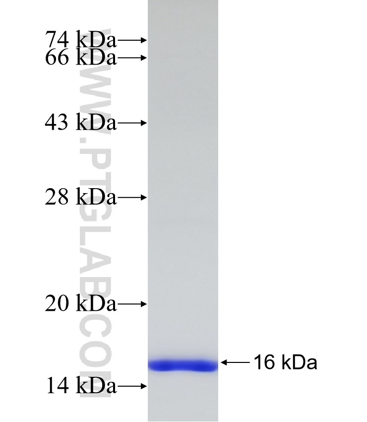 LASS2 fusion protein Ag32797 SDS-PAGE