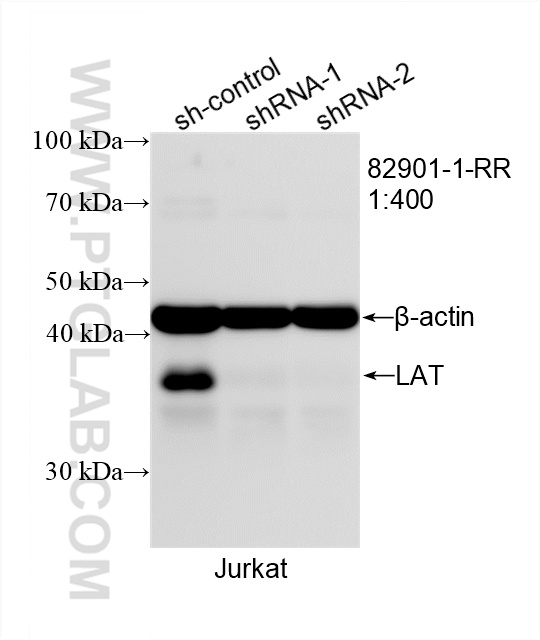 WB analysis of Jurkat using 82901-1-RR