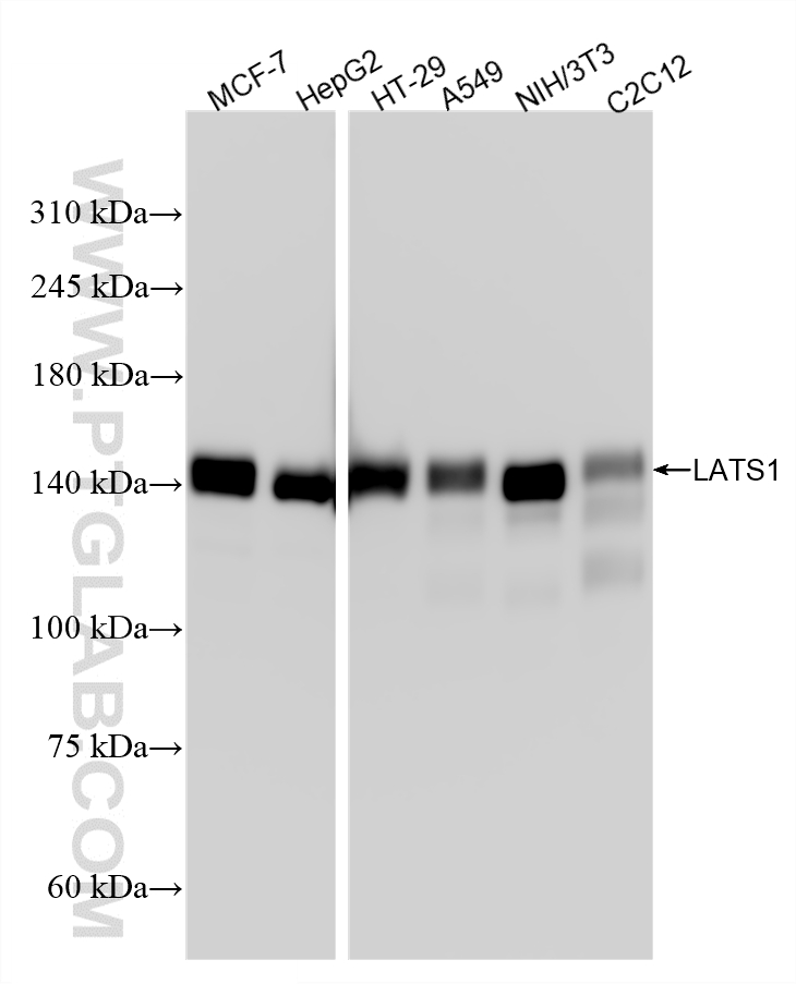 WB analysis using 80613-2-RR (same clone as 80613-2-PBS) WB analysis using 80613-2-RR (same clone as 80613-2-PBS)