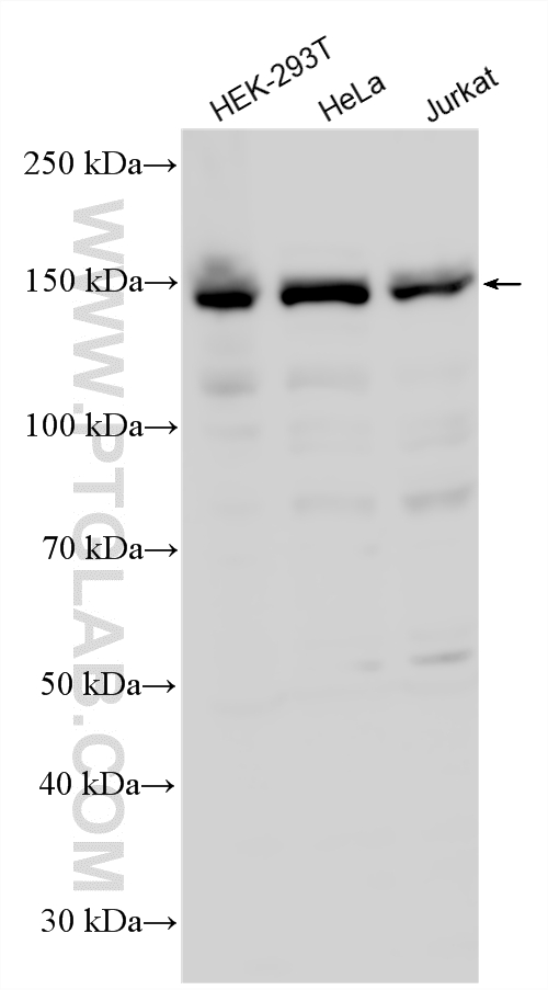 WB analysis using 20276-1-AP