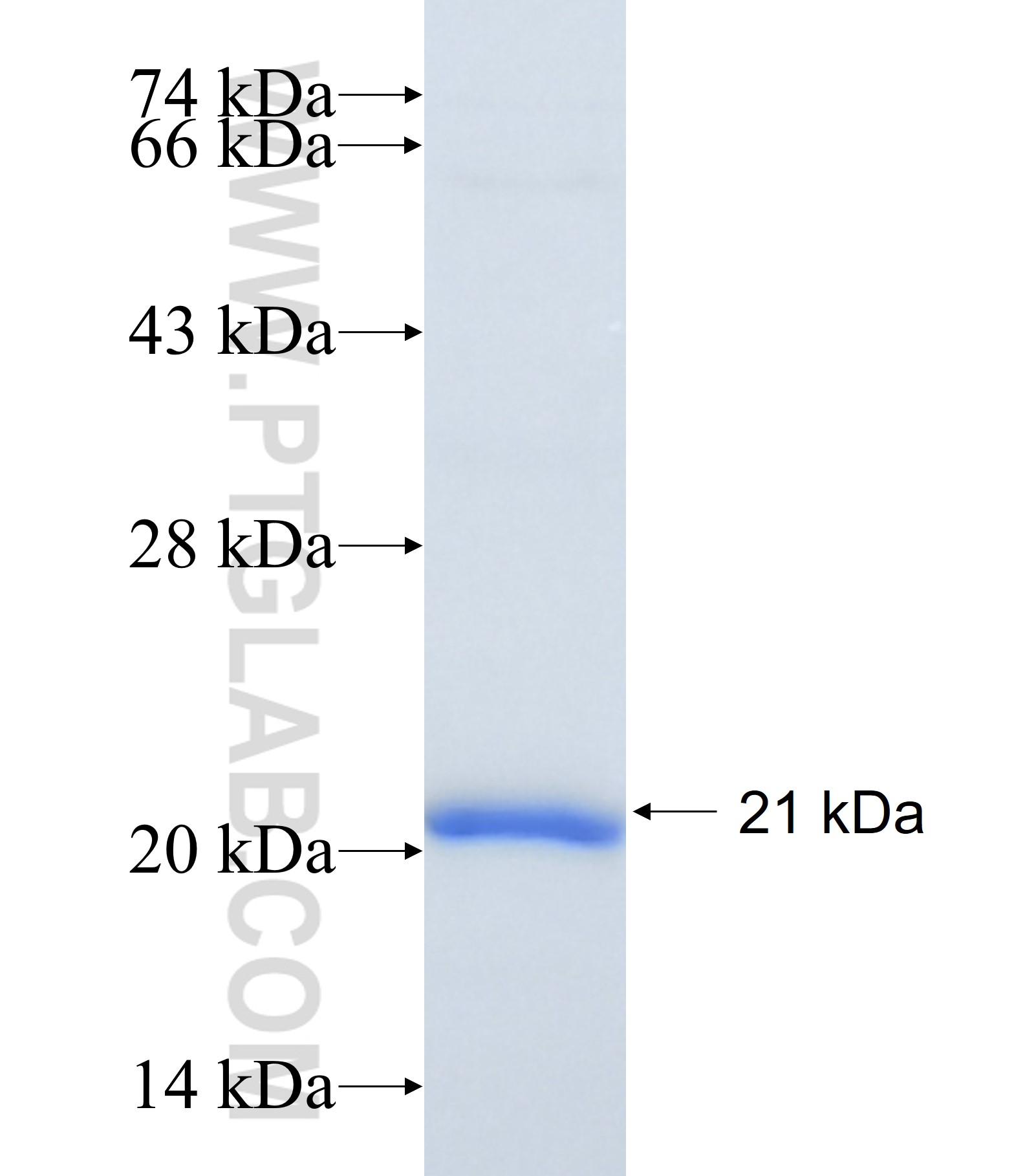 LBH fusion protein Ag34881 SDS-PAGE LBH fusion protein Ag34881 SDS-PAGE