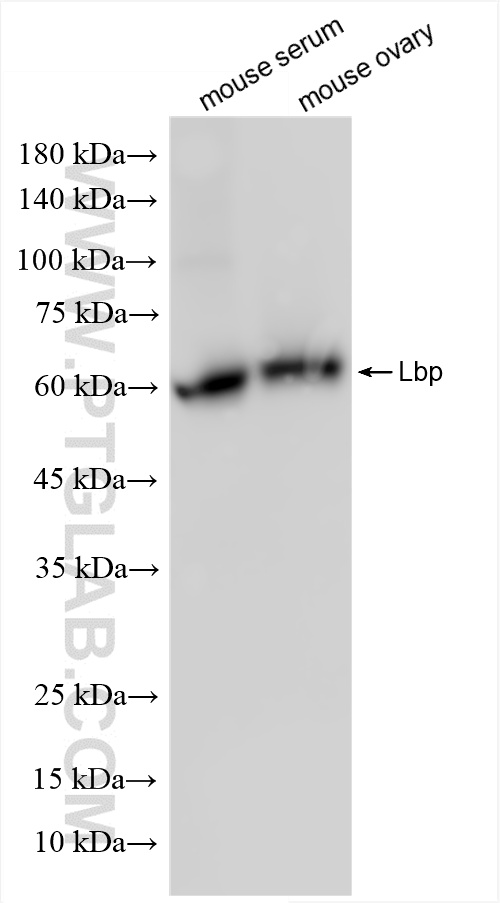 WB analysis using 86253-1-RR