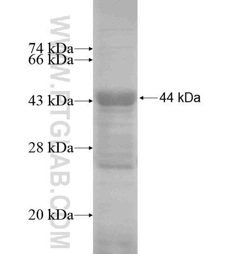 LBP fusion protein Ag13485 SDS-PAGE
