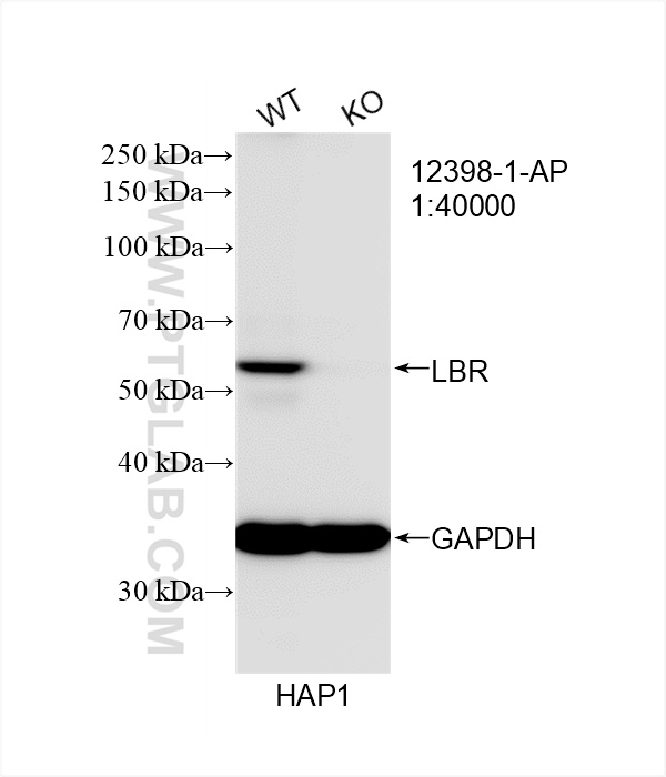 WB analysis of HAP1 using 12398-1-AP