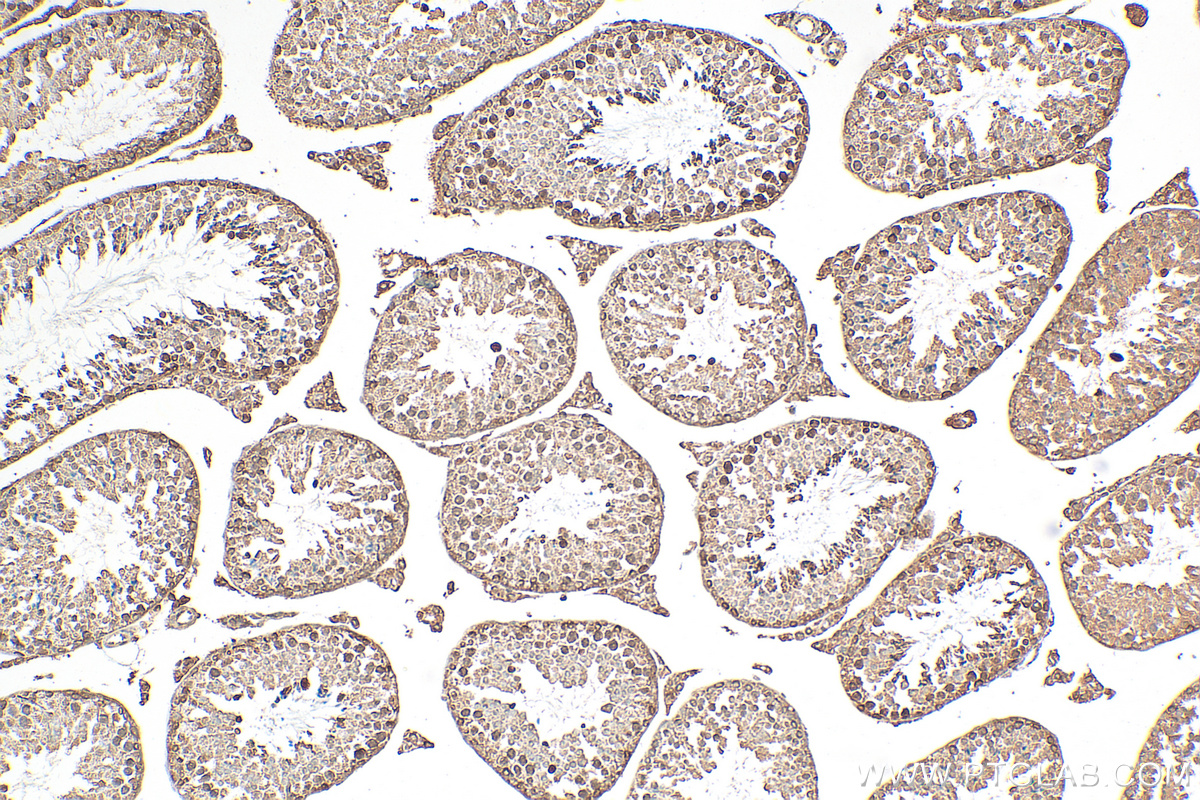 IHC staining of mouse testis using 68378-1-Ig