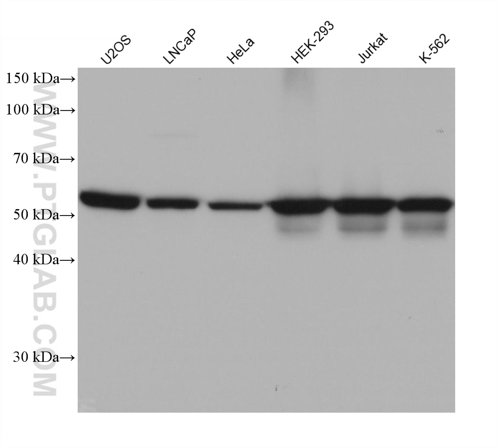 WB analysis using 68378-1-Ig (same clone as 68378-1-PBS)