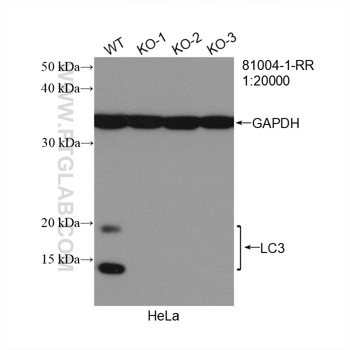 WB analysis of HeLa using 81004-1-RR (same clone as 81004-1-PBS)