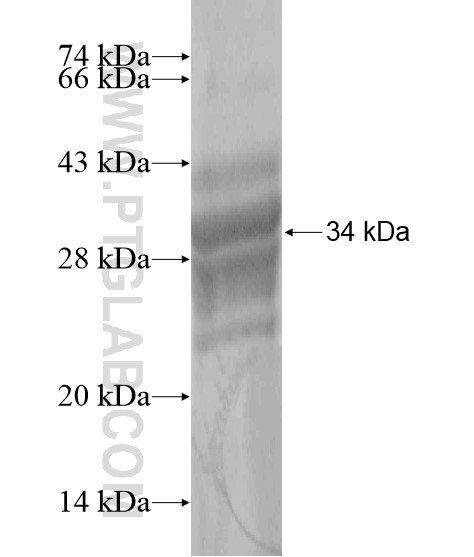 LCE2B fusion protein Ag20168 SDS-PAGE LCE2B fusion protein Ag20168 SDS-PAGE