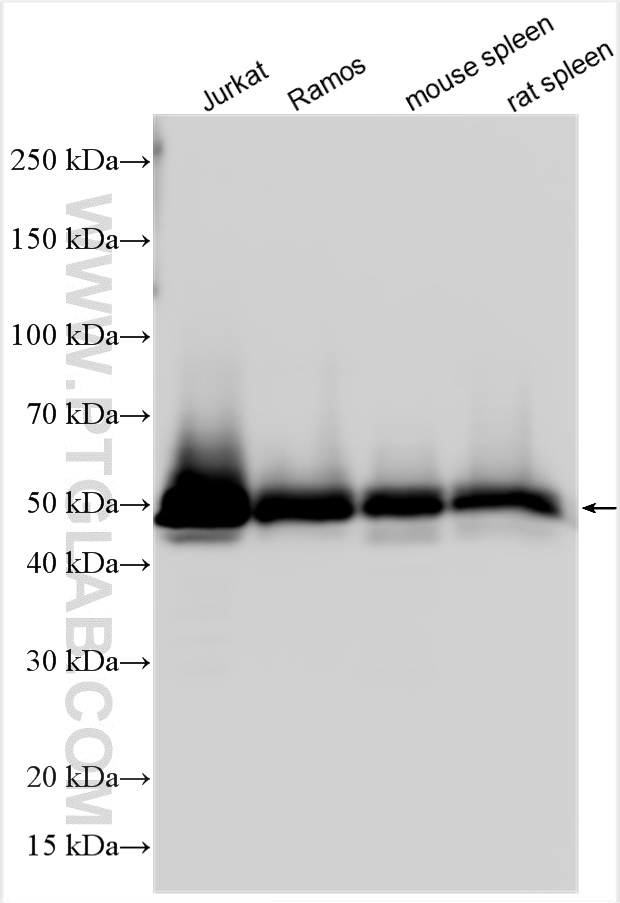 WB analysis using 32464-1-AP