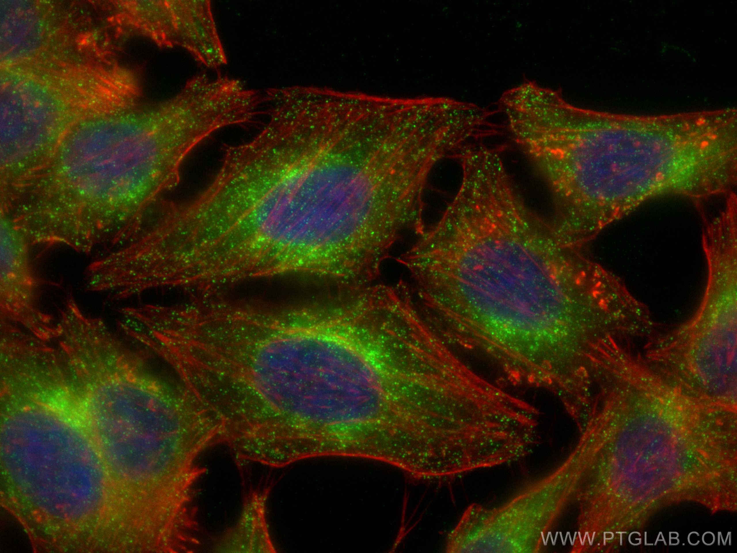 IF Staining of HepG2 using 60162-1-Ig