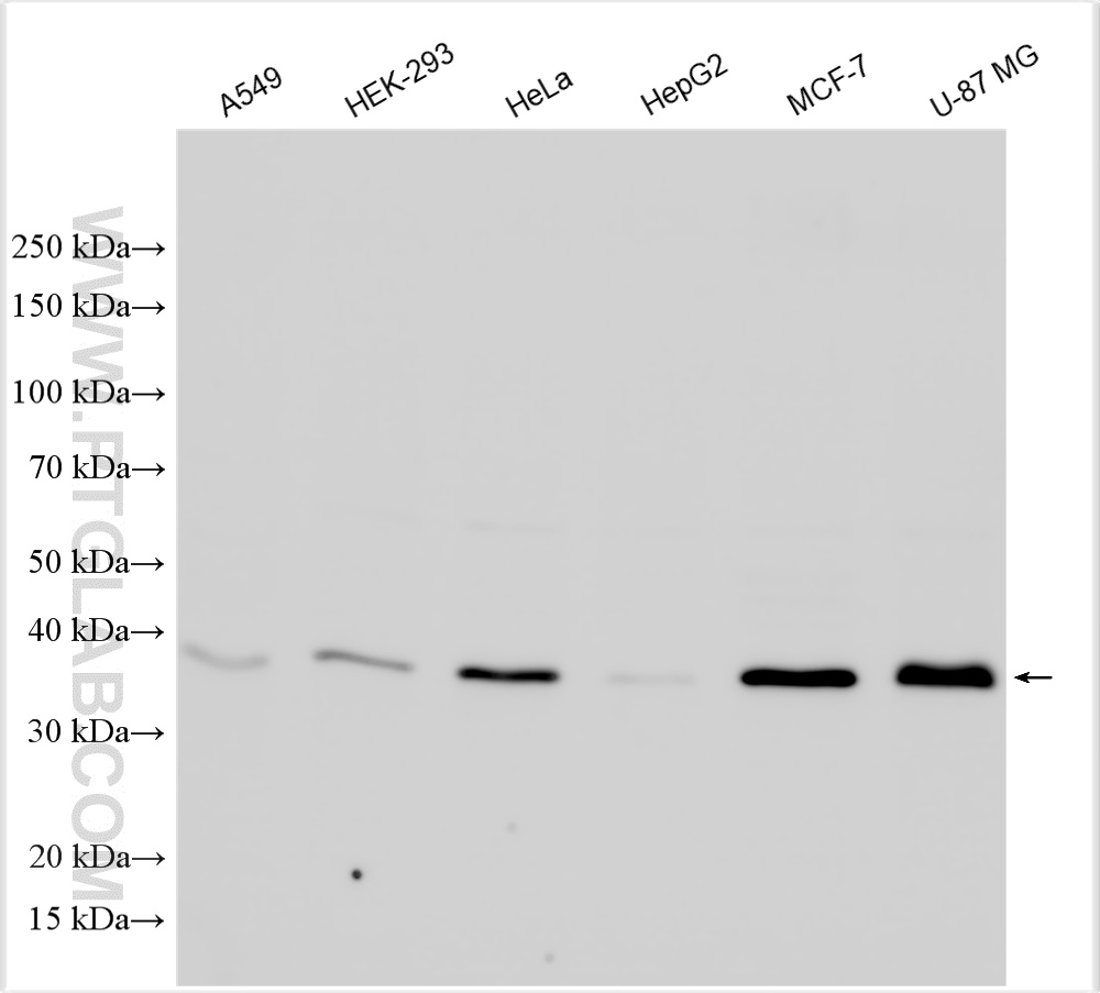 WB analysis using 30222-1-AP