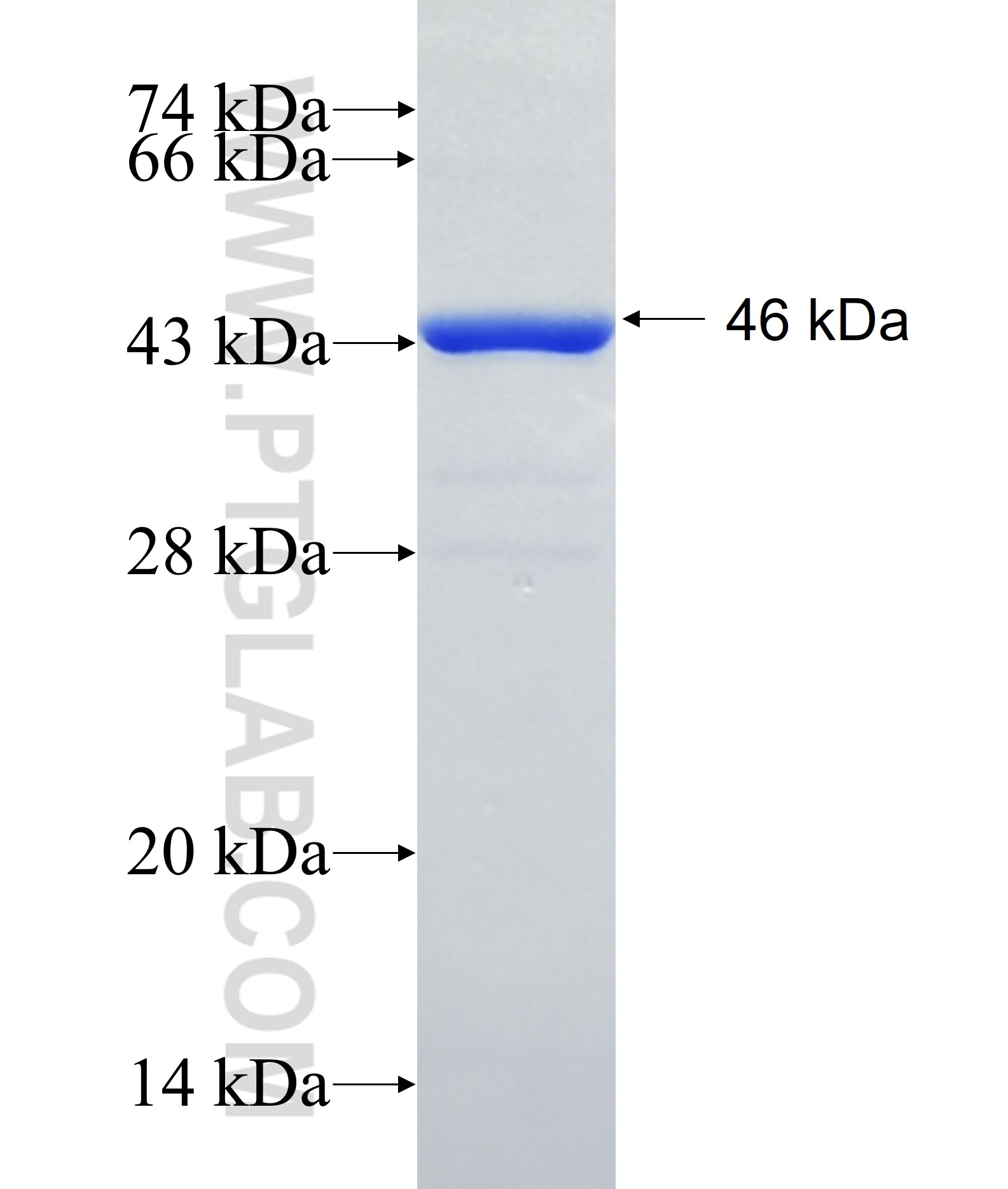 LCN1 fusion protein Ag12270 SDS-PAGE