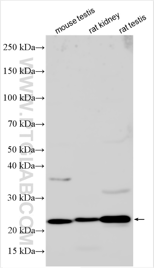 WB analysis using 28004-1-AP