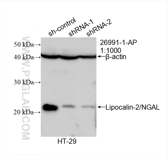 WB analysis of HT-29 using 26991-1-AP