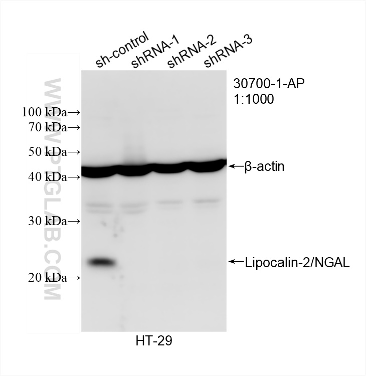 WB analysis of HT-29 using 30700-1-AP