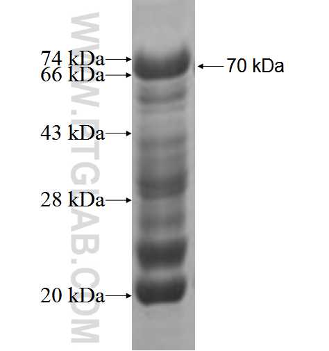 LCOR fusion protein Ag5851 SDS-PAGE