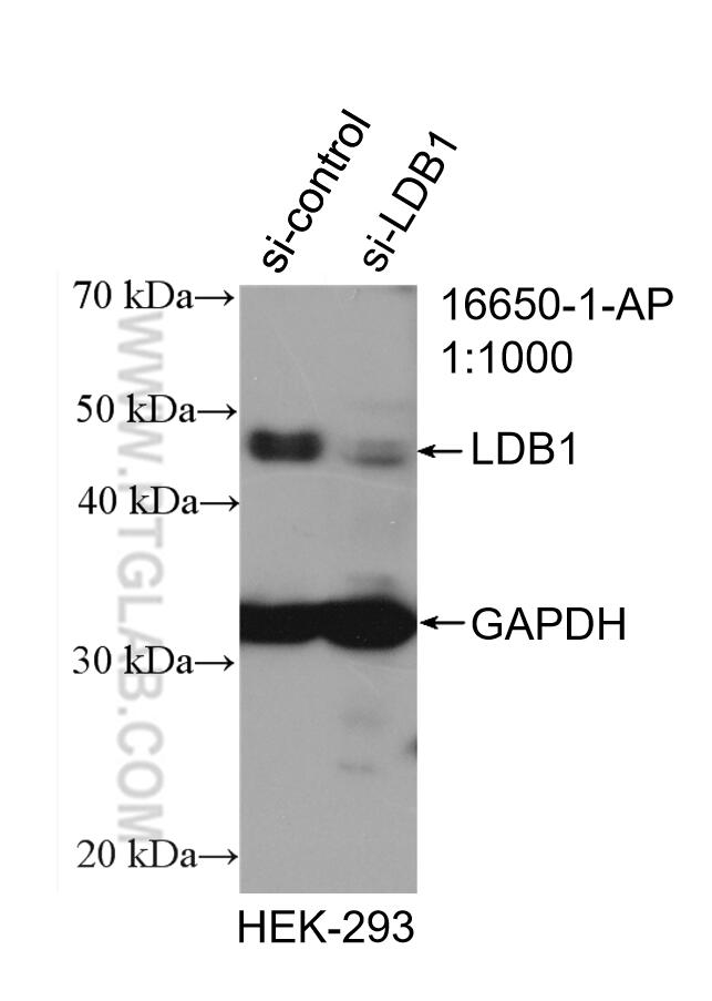 WB analysis of HEK-293 using 16650-1-AP