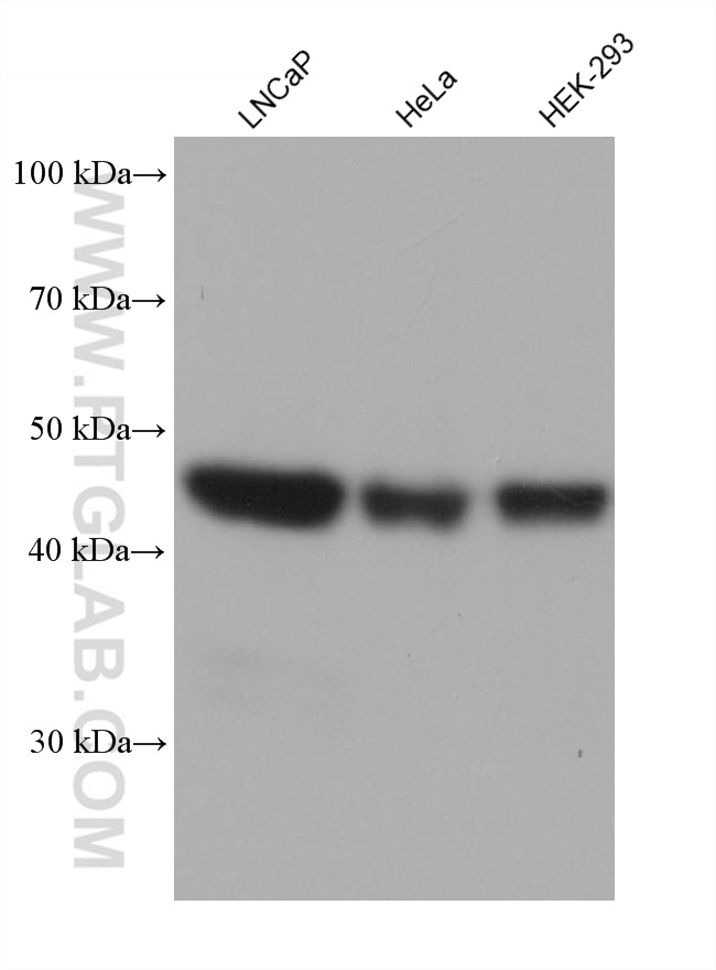WB analysis using 68721-1-Ig