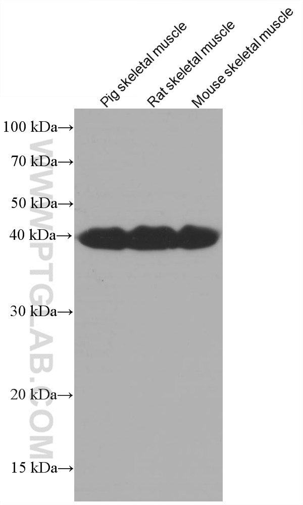 WB analysis using 66287-1-Ig