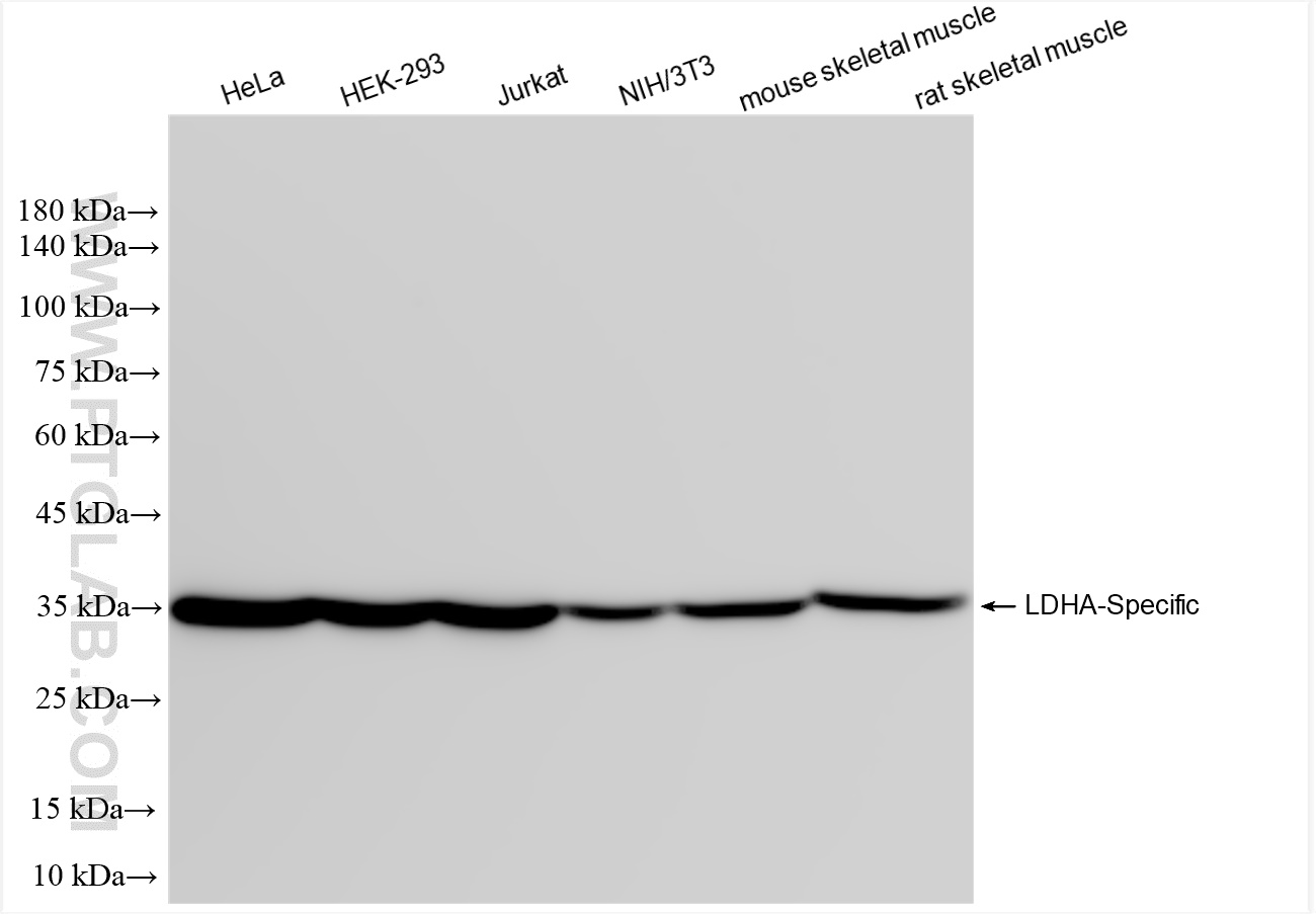 WB analysis using 84198-3-RR (same clone as 84198-3-PBS)