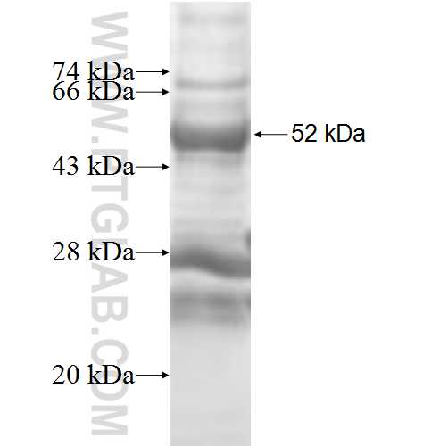 LDHAL6A fusion protein Ag9273 SDS-PAGE