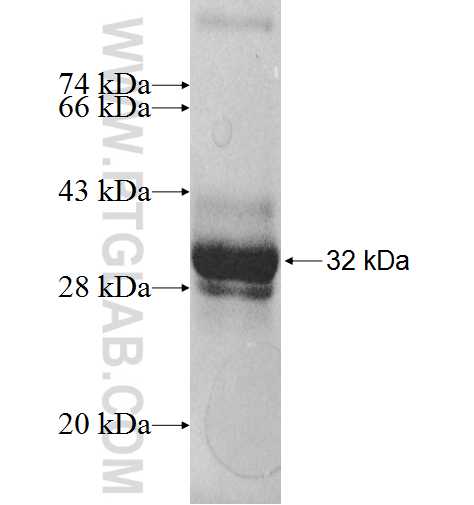 LDHAL6A fusion protein Ag9584 SDS-PAGE